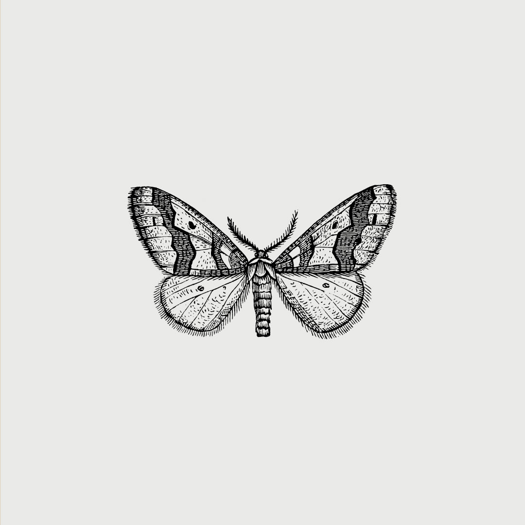 Morpho and Luna | The Butterfly effect – Morpho + Luna